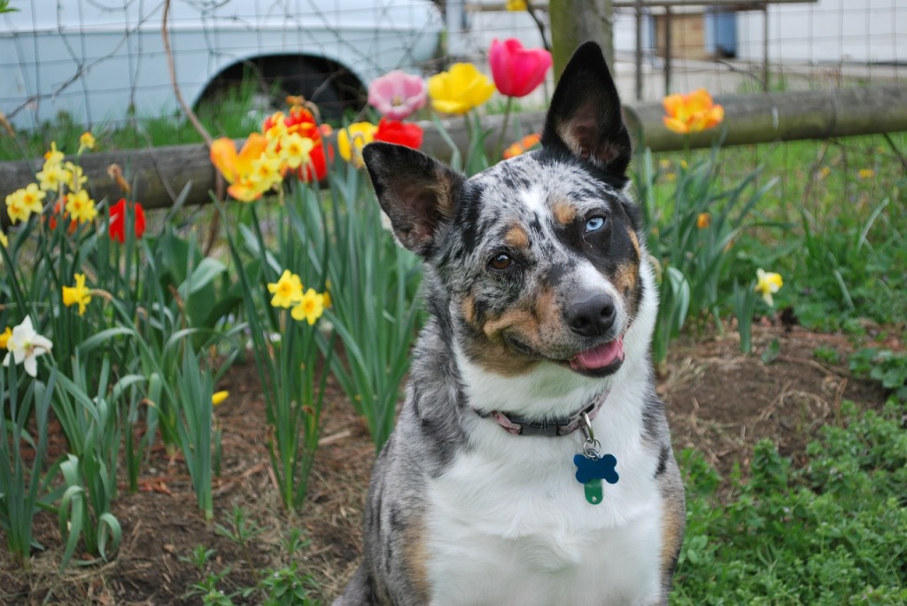 how dogs understand human speech