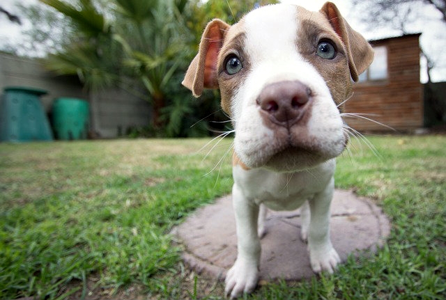 judging dogs and their owners