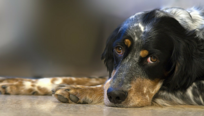 how long does it take for puppy to adjust to new home