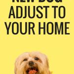 How to help a new dog adjust to your home