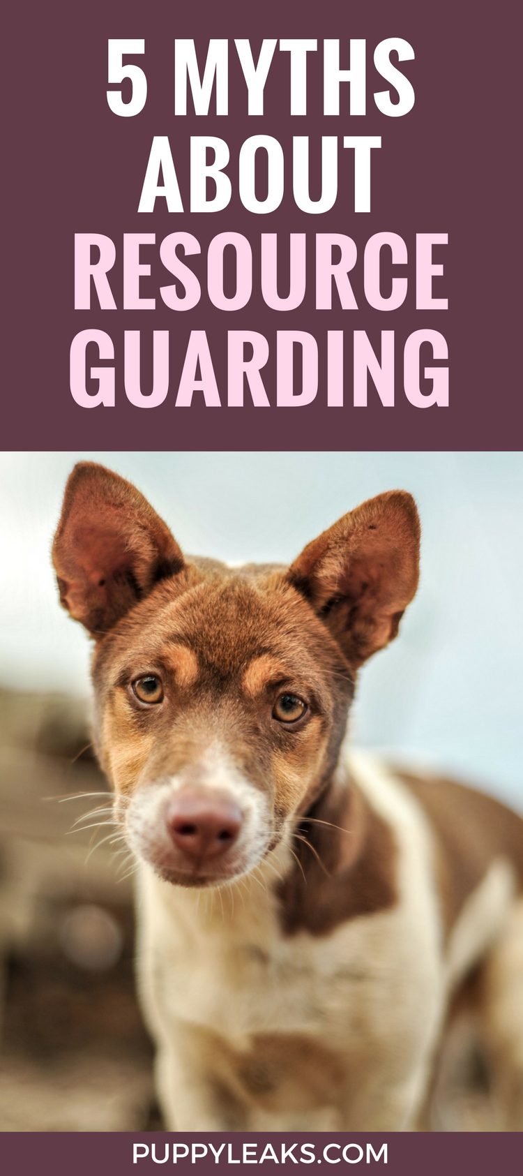 Does your dog get possessive of his food or toys? Here's 5 myths about resource guarding in dogs, and tips on how to manage it.