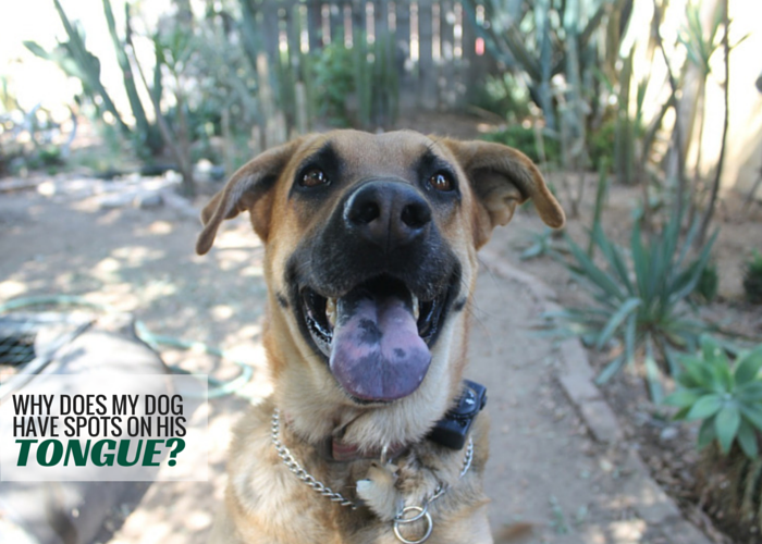 Why Do Dogs Have Spotted Tongues 