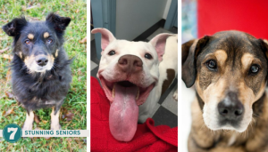 stunning senior dogs for adoption