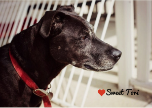 sweet older lab seeks home