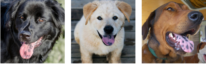 breeds with spotted tongues