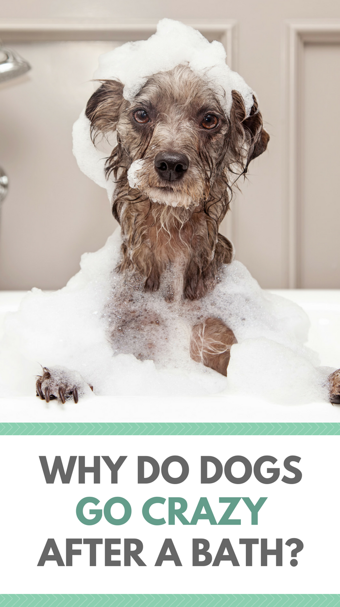 why do puppies shiver after a bath