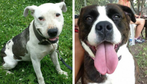 two amazing dogs available for adoption in michigan