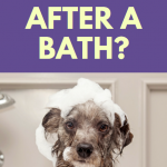 Why do dogs go crazy after a bath