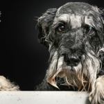 Why Do Dogs Go Crazy After A Bath?