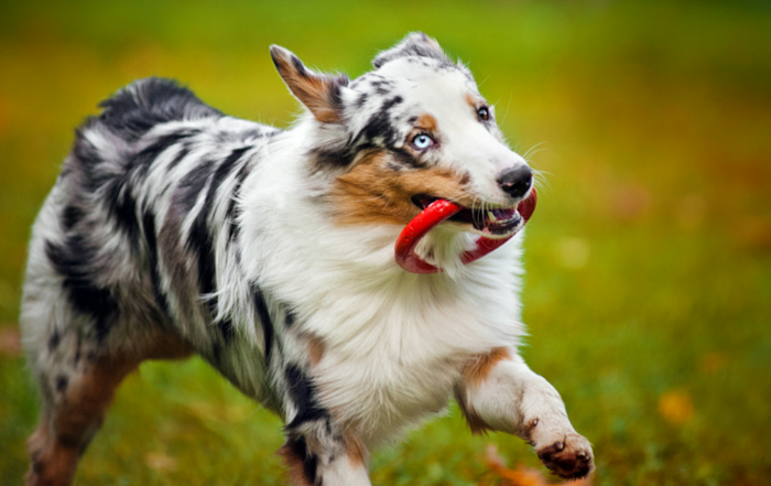 II. The Benefits of Play Behavior in Dogs