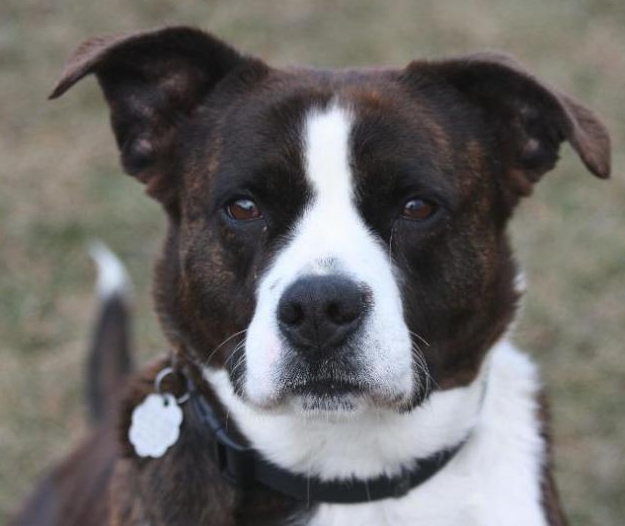 border collie mix