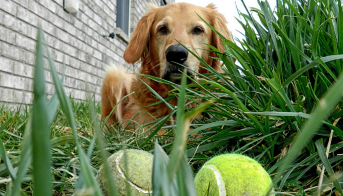 importance of play for dogs