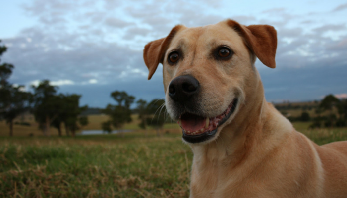 new study on playtime for dogs