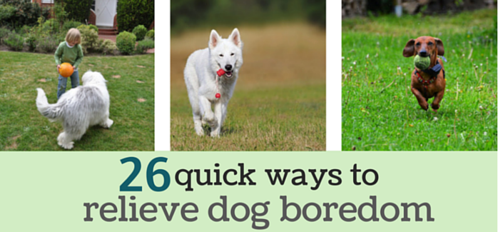 quick ways to relieve dog boredom