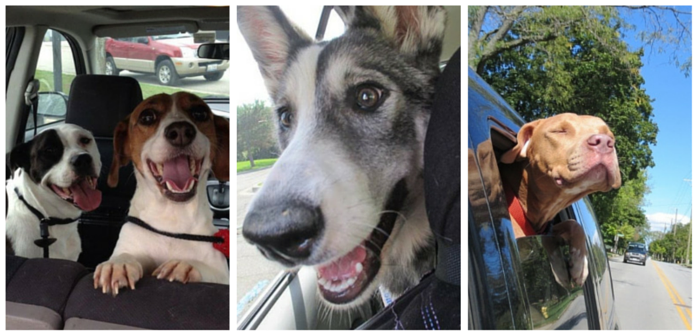 shelter dogs smiling after being adopted