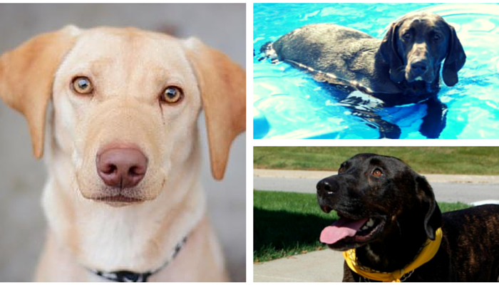 ten lovely adoptable labs