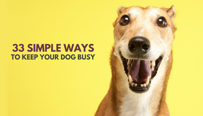 POWER TIPS ON HOW TO KEEP A DOG BUSY WHILE AT WORK