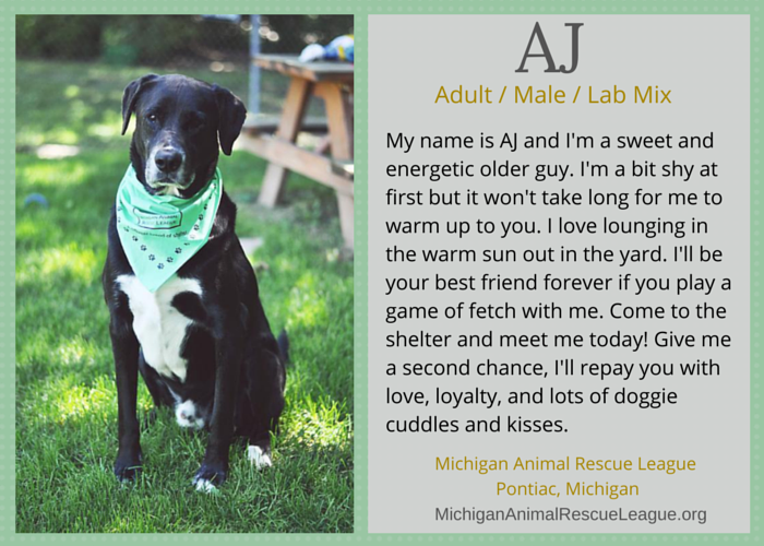 adoptable lab mix michigan