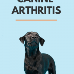 The Early Signs of Canine Arthritis