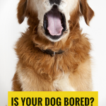Is your dog bored?