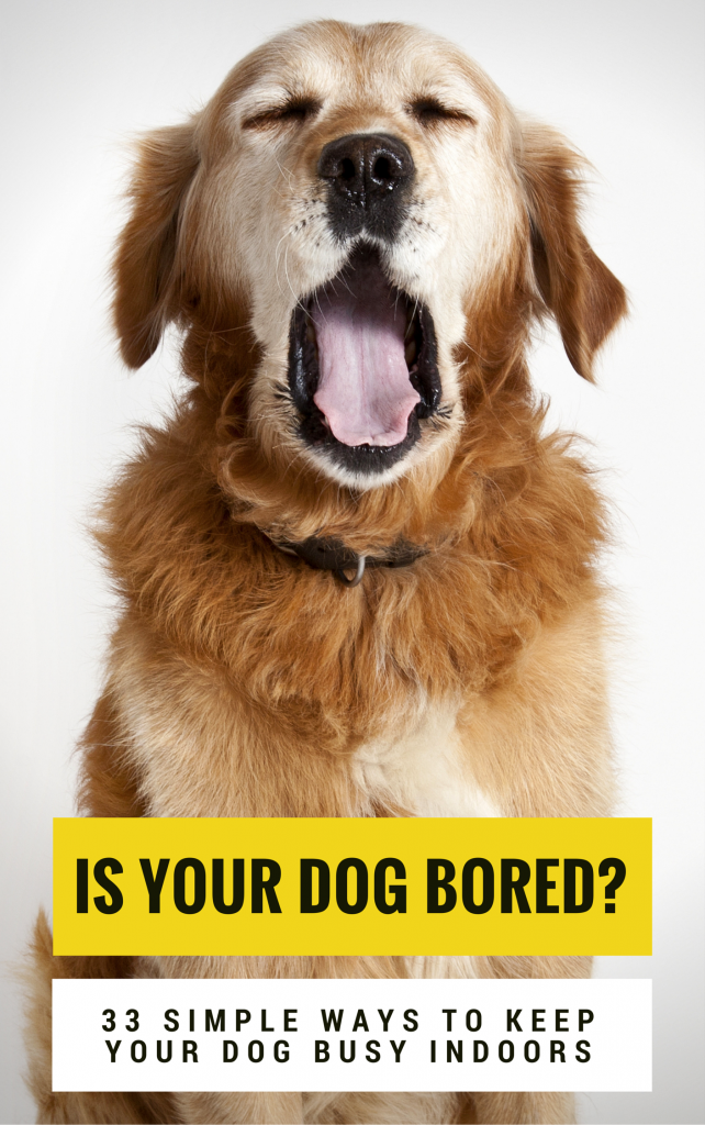 Relieve Puppy Boredom: 10 Puppy Boredom Busters