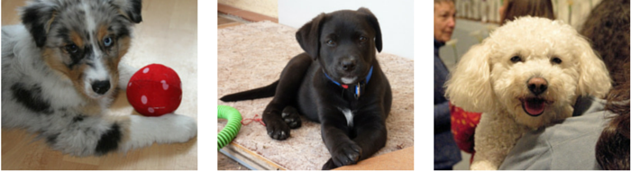 21 Fun Ways To Keep Your Dog Busy Indoors on a Rainy Day - Puppy