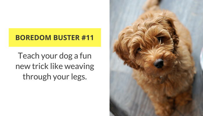 7 Ways to Keep Your Dog Busy While at Home