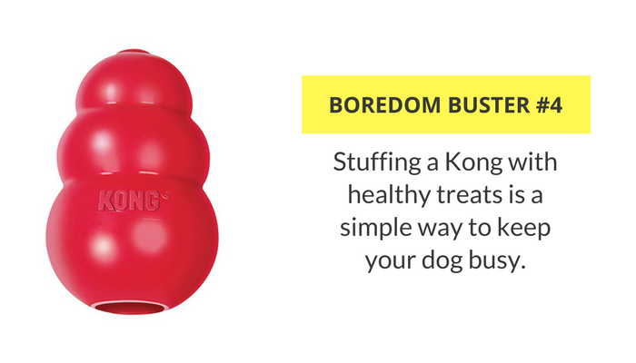 33 Simple Ways to Keep Your Dog Busy Indoors - Puppy Leaks