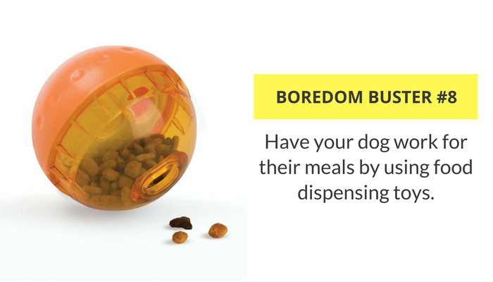 23 Ideas to Keep Your Dog Busy  Matraville Veterinary Practice