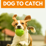 How to teach your dog to catch