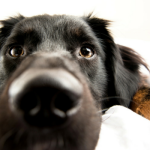 Is Your Dog a Jerk When You’re Sick?