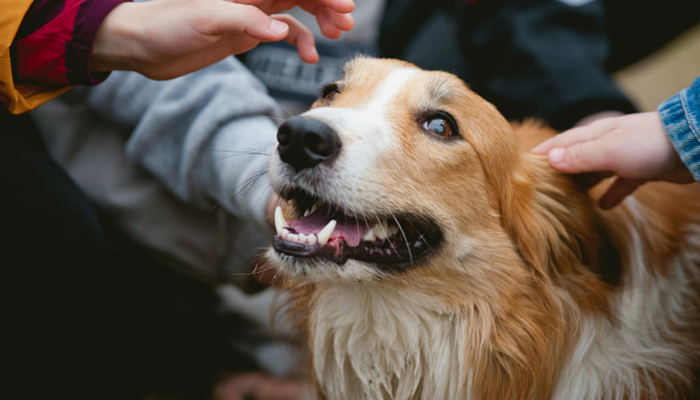 preventing dog bites in children