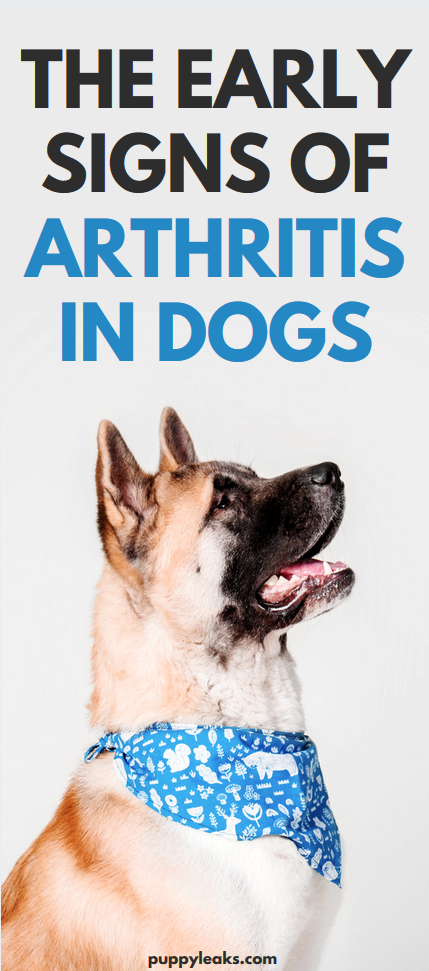 The early signs of arthritis in dogs. My dog was diagnosed with arthritis at the age of 3, and I missed many of the early symptoms and just attributed them to being age related. Here's the specific arthritis symptoms you need to look out for in your dog. #dogs #doghealth #dogtips #dogcare