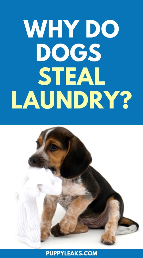 Why Do Dogs Steal Laundry? Puppy Leaks