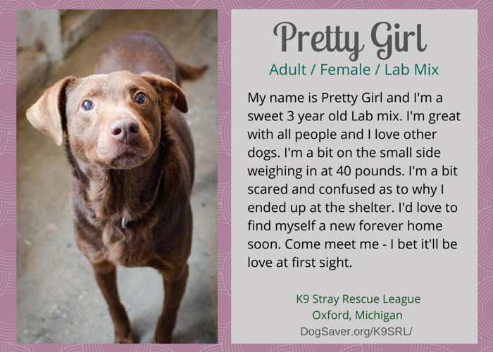 adoptable lab mix female in michighan