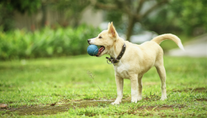 teach your dog to catch