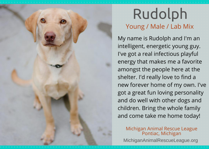 adoptable young lab