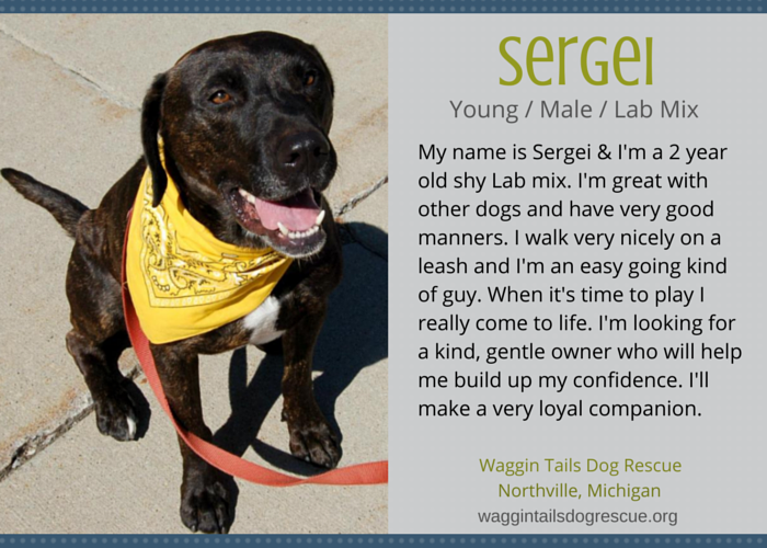 adoptable lab mix michigan