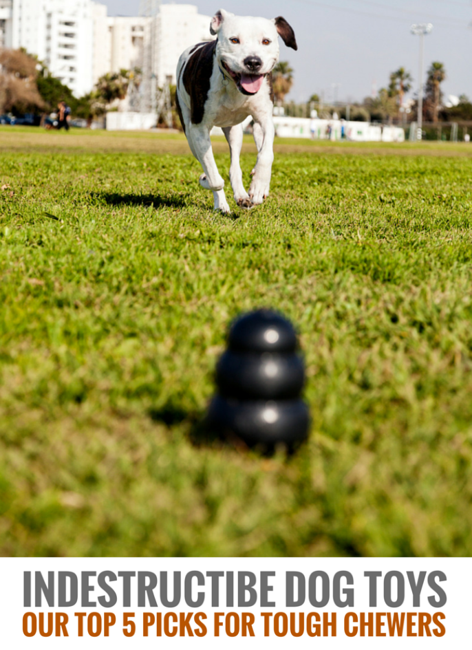 Indestructible Dog Toys: Our Top 7 Picks for Tough Chewers.