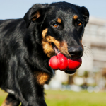 Indestructible Dog Toys: Our Top 5 Picks