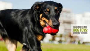 Indestructible Dog Toys: Our 7 Favorite Toys for Tough Chewers