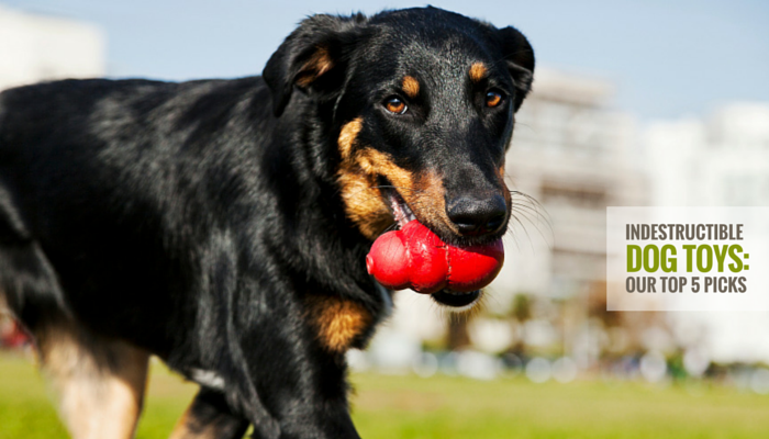 Best Toys to Keep Dog Busy While at Work - Zach's Pet Shop