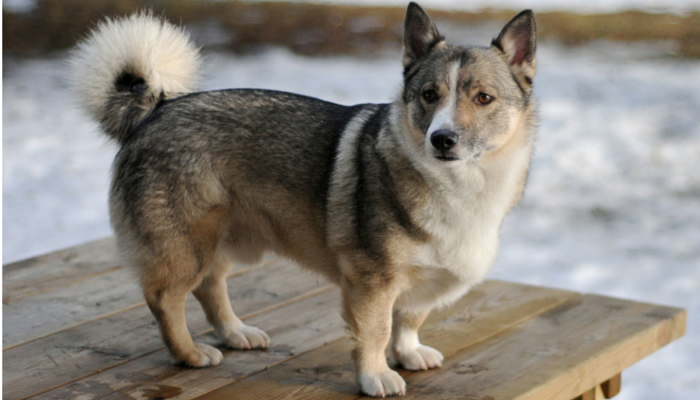 swedish vallhund blindness