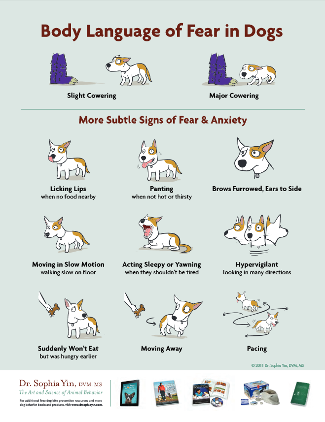 free poster dog bite prevention