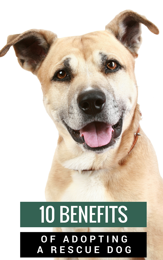 Questions To Ask When Adopting A Rescue Dog Questions To Ask When Adopting A Rescue Dog