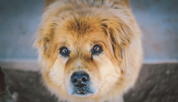 Teaching your dog to focus and working on impulse control.