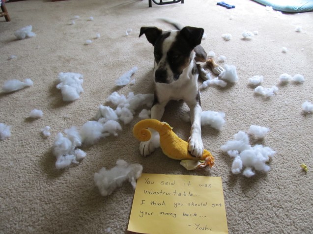 dog ate stuffed animal stuffing