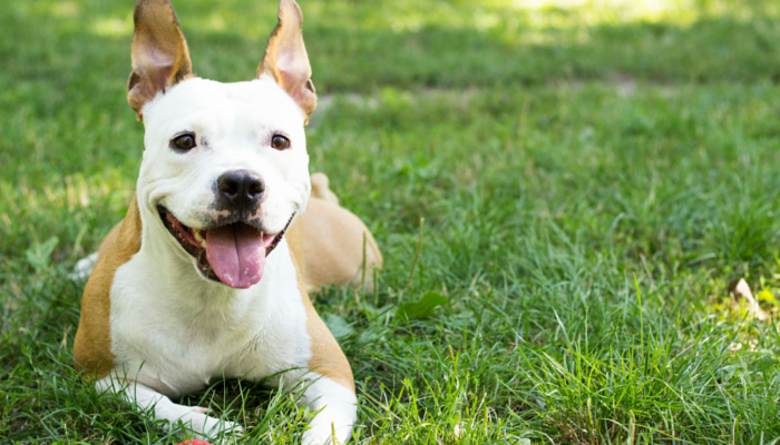 Does Your Dog Love to Lay in the Sun?