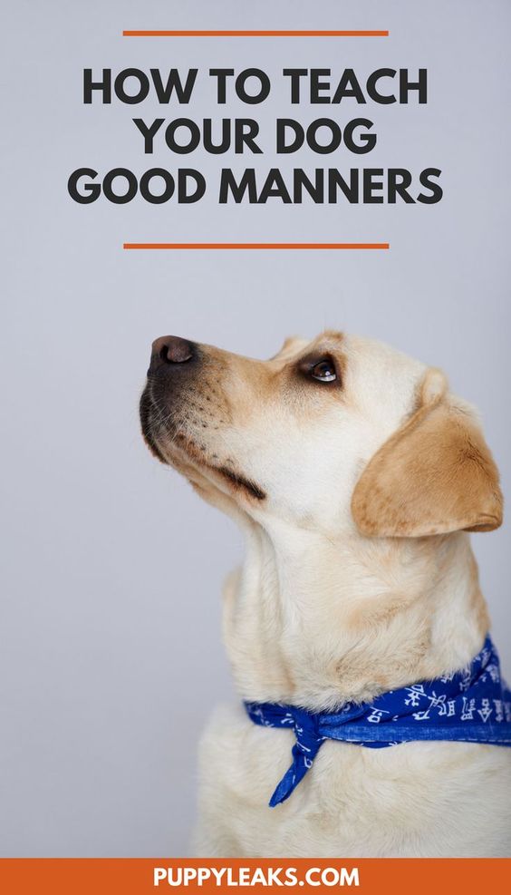 Does your dog have bad manners? Here's how to improve your dogs impulse control and manners.