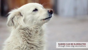 eliminating rabies through mass dog vaccinations